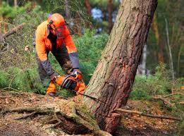 Trusted Tiltonsville, OH Tree Removal and Landscaping Services Experts